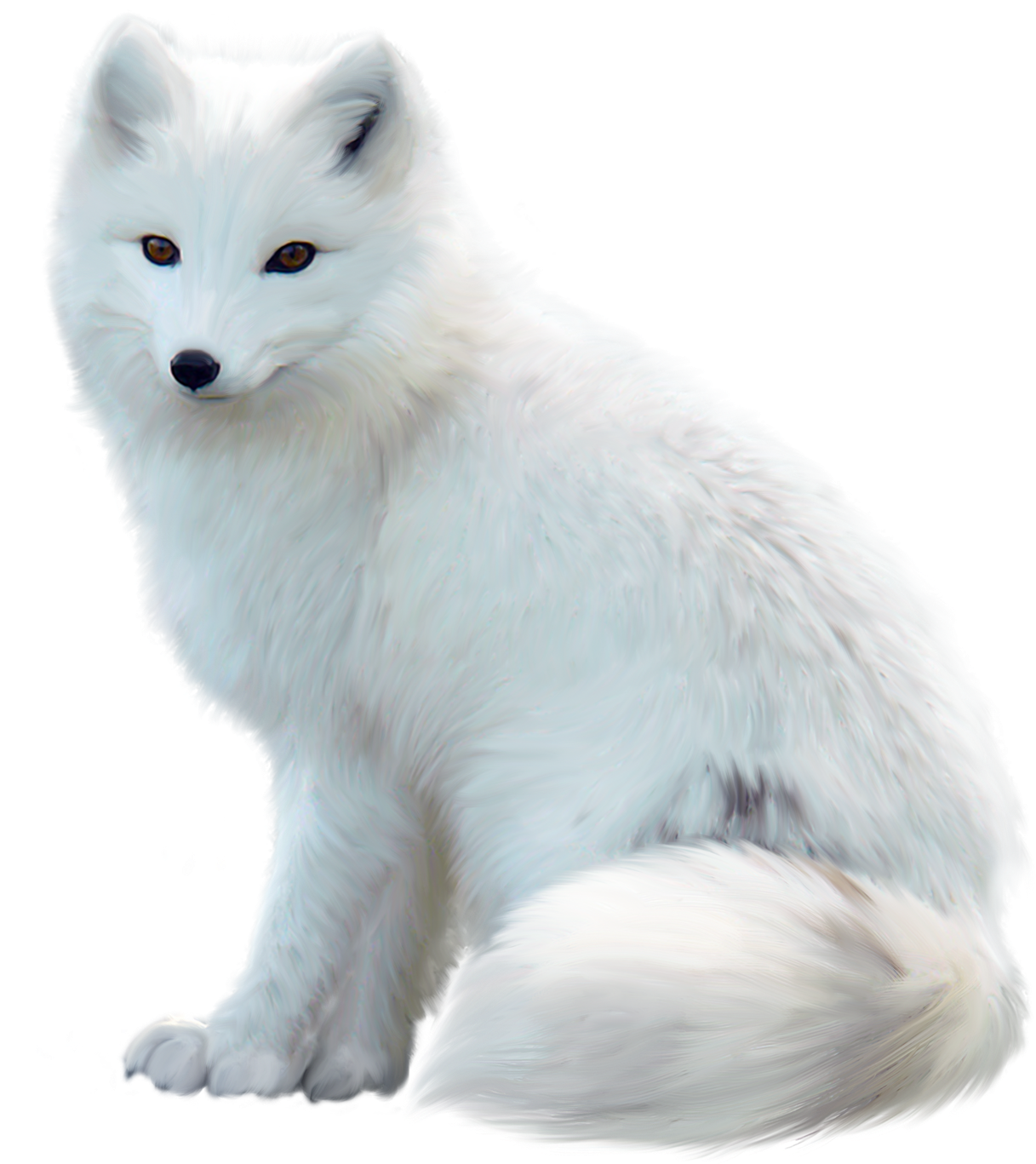 Arctic Foxin White Fur PNG Image