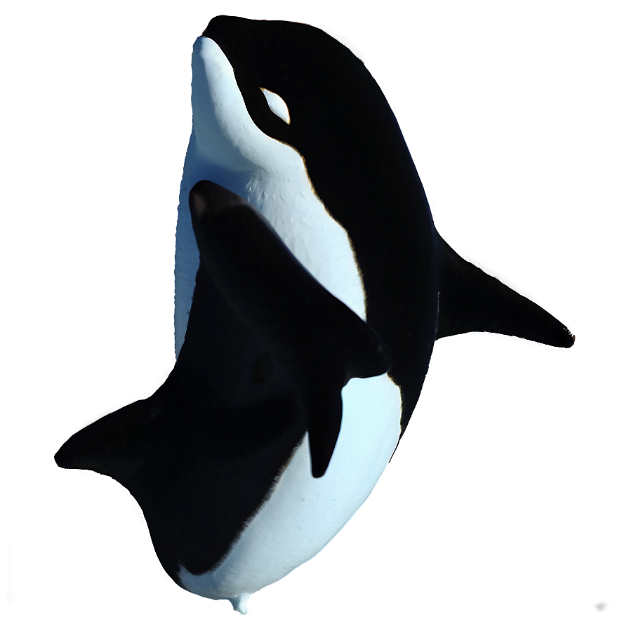 Arctic Orca Png 11 PNG Image