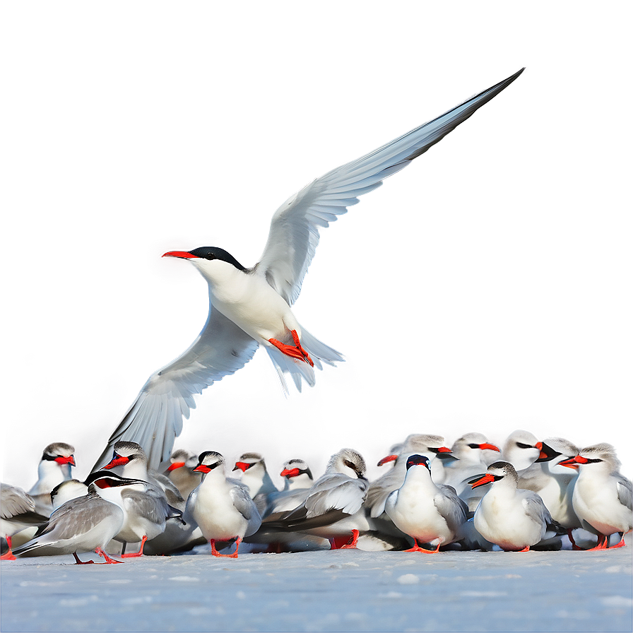 Arctic Tern Migration North Pole Png Tyl PNG Image