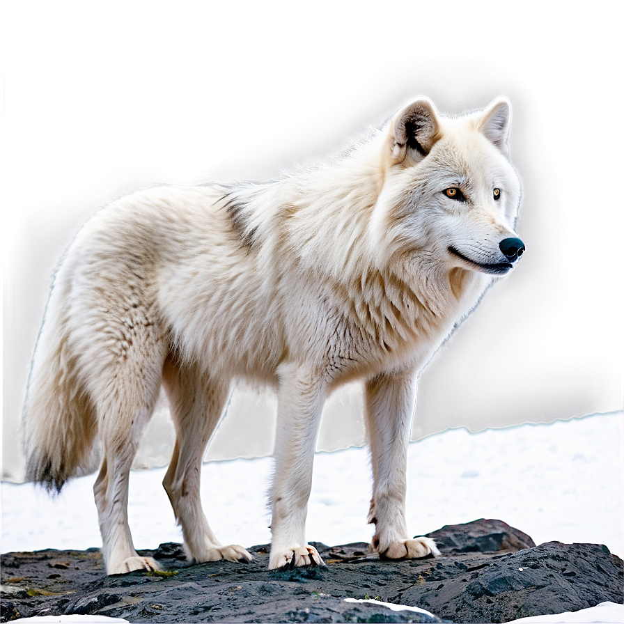 Arctic Wolf Habitat Png Kum23 PNG Image