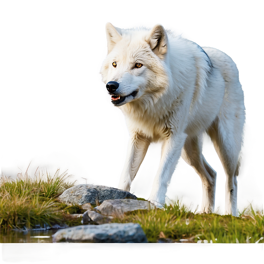 Arctic Wolf In Nature Png Hnf PNG Image