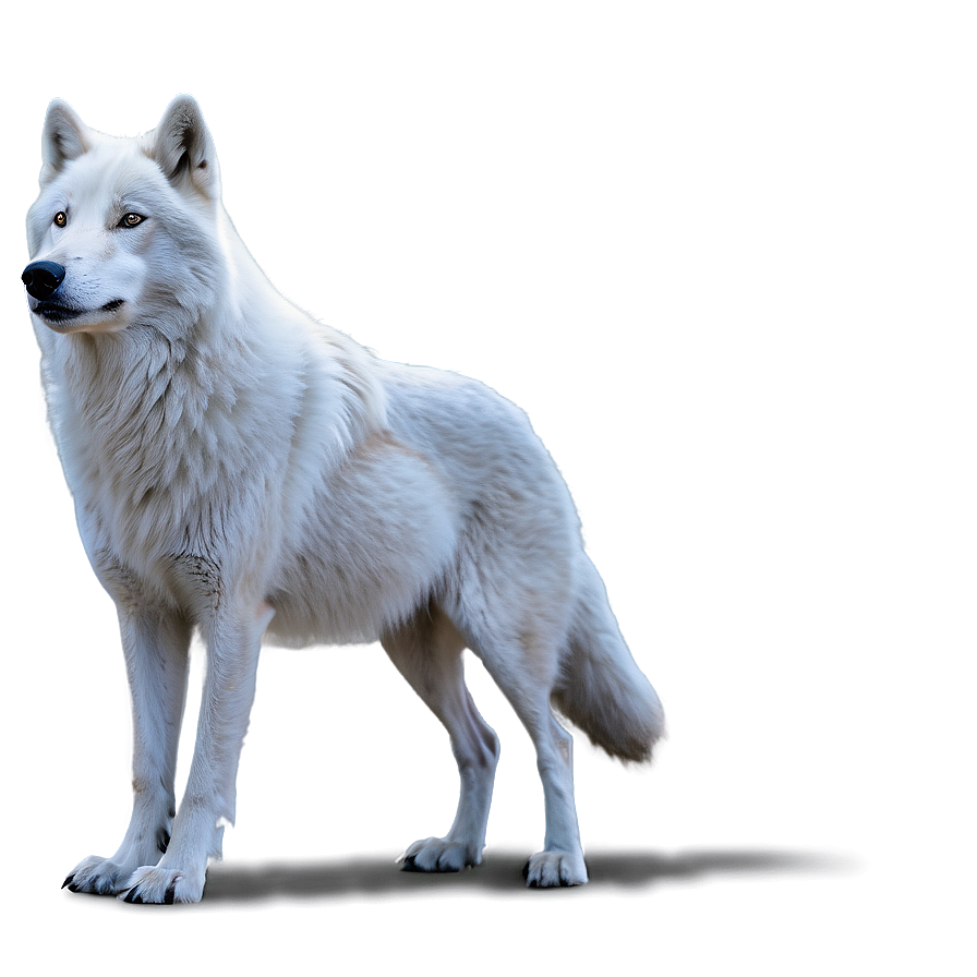 Arctic Wolf Side View Png Lsa PNG Image