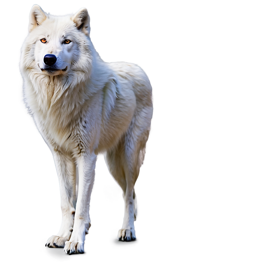 Arctic Wolf Standing Png 06292024 PNG Image