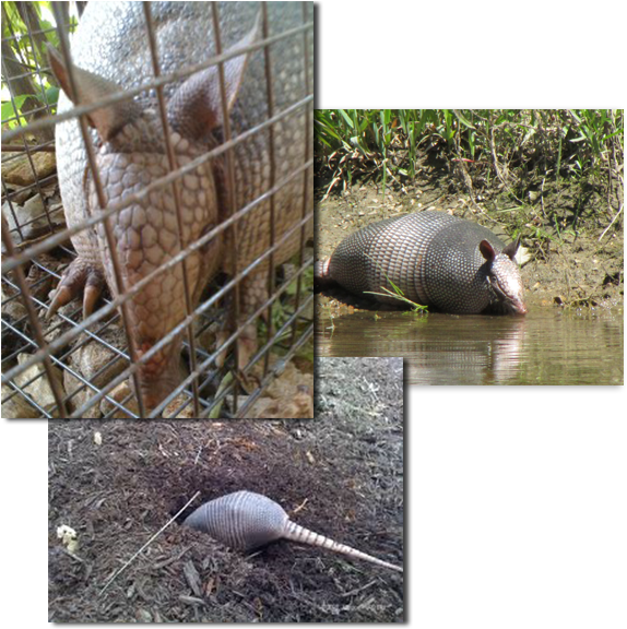 Armadillo Collage Trio PNG Image