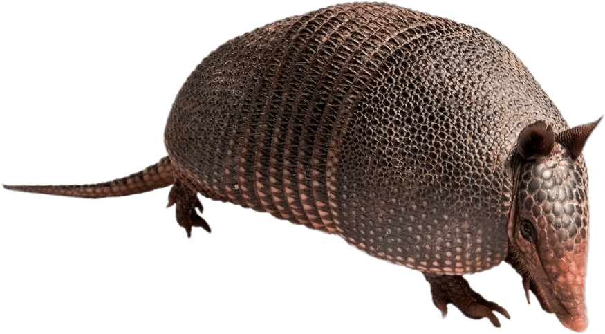 Armadillo Side View.png PNG Image