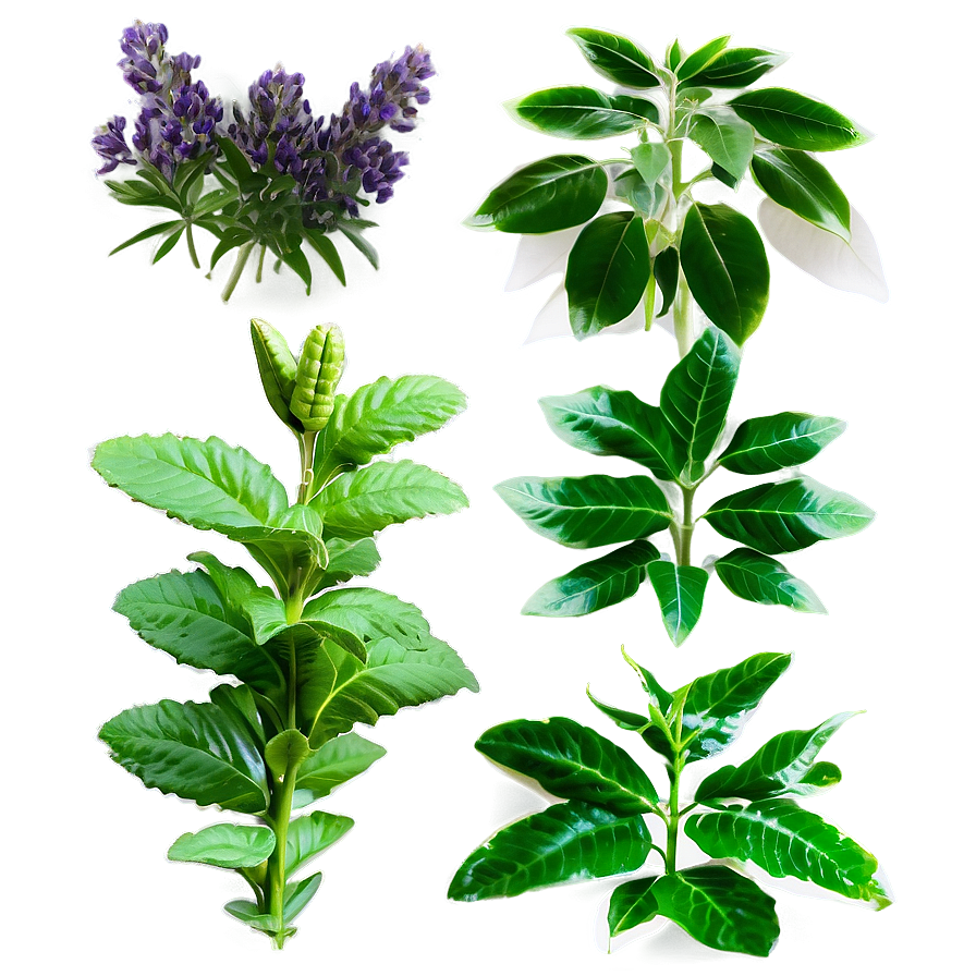 Aromatic Plants Png 59 PNG Image