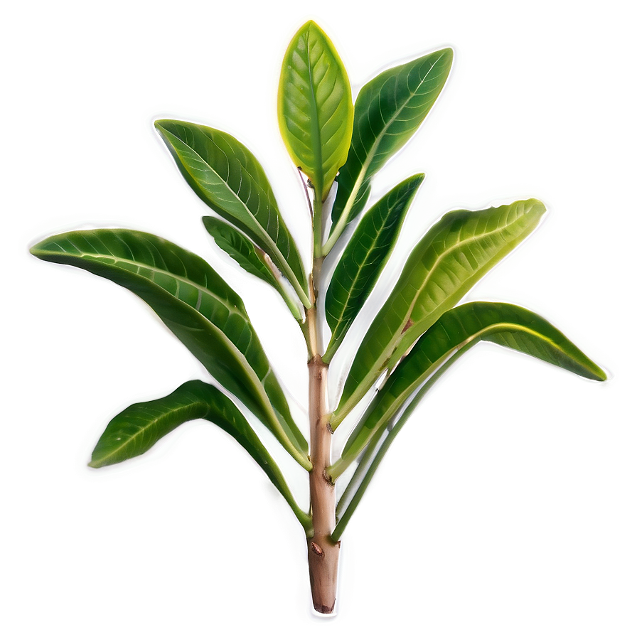 Aromatic Plants Png Mxw94 PNG Image