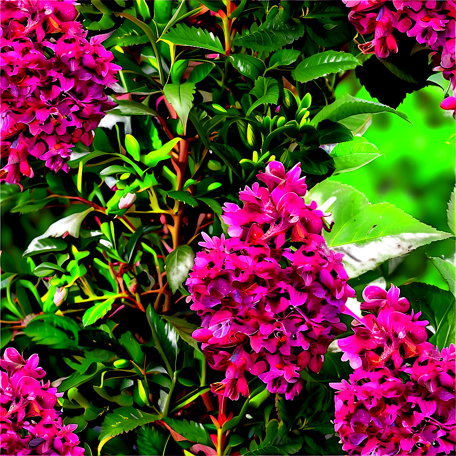 Aromatic Shrubs Png Mqy61 PNG Image