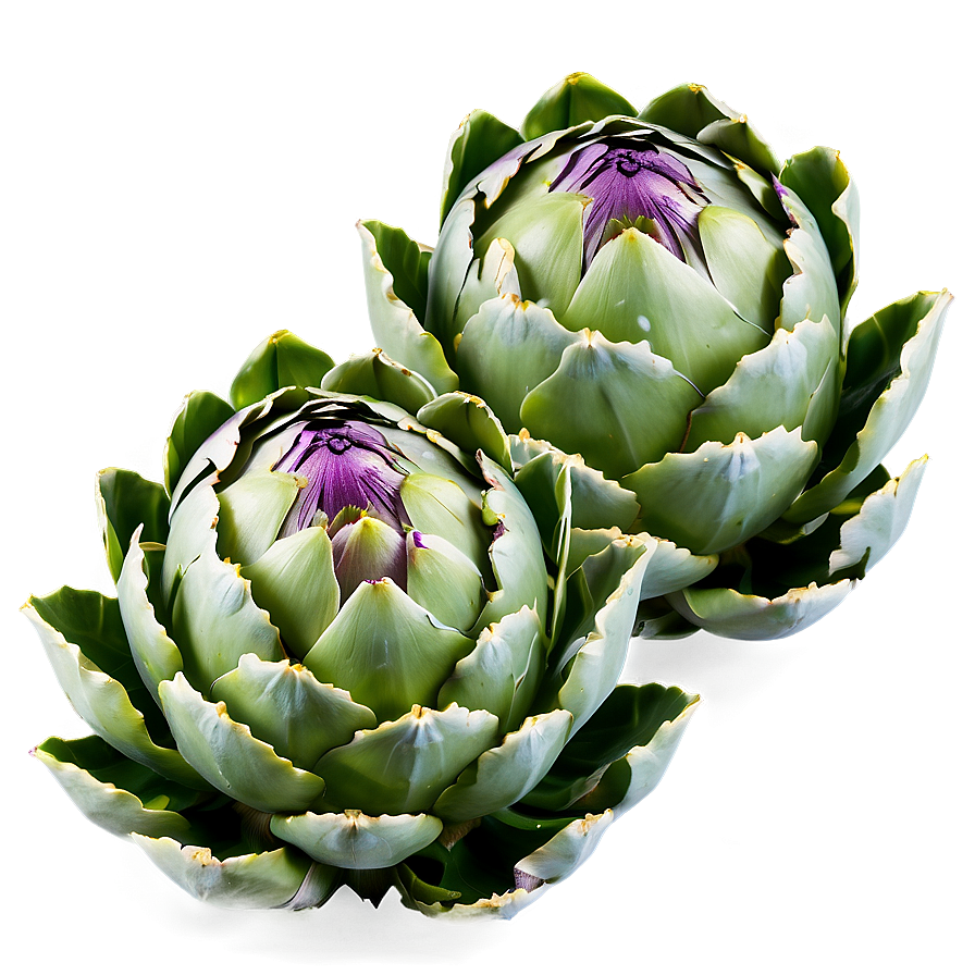 Artichoke Leaves Png 06252024 PNG Image