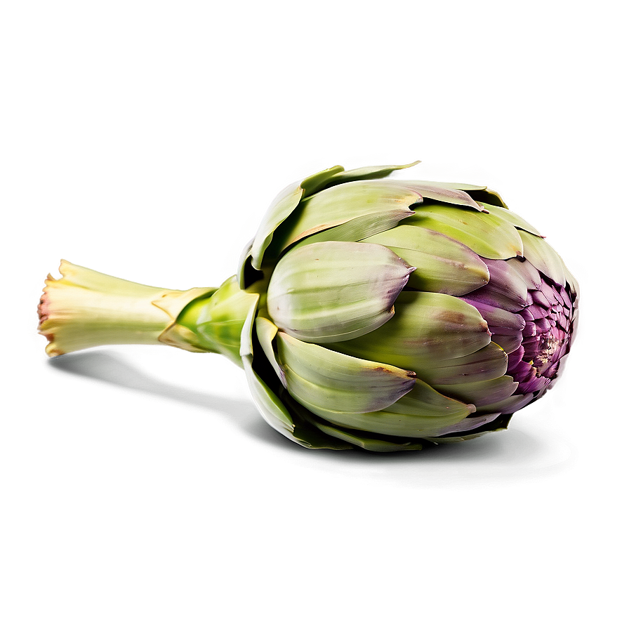 Artichoke Side View Png Ppi PNG Image