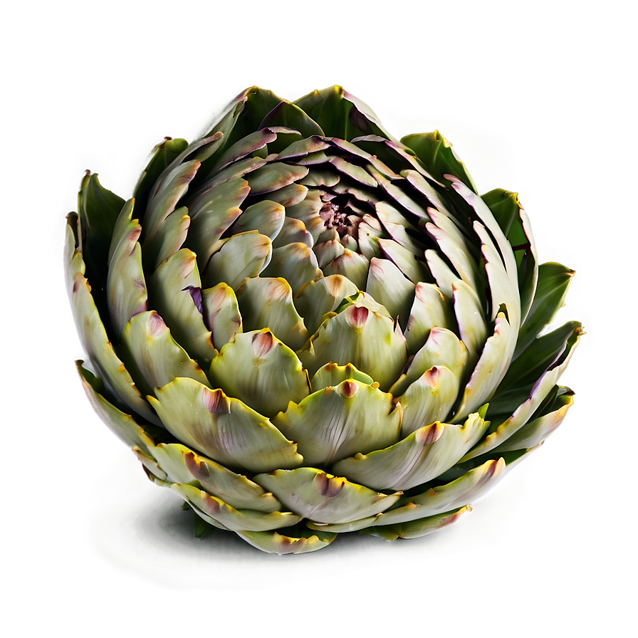 Artichoke Slice Png 41 PNG Image