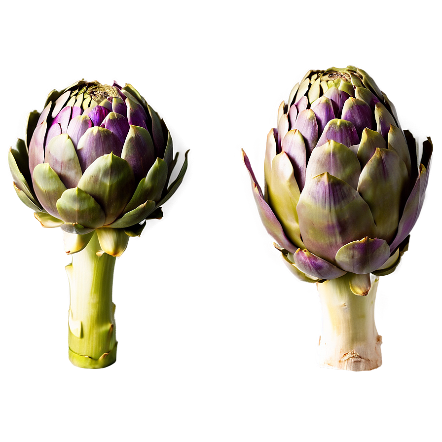 Artichoke Top View Png Wfx PNG Image