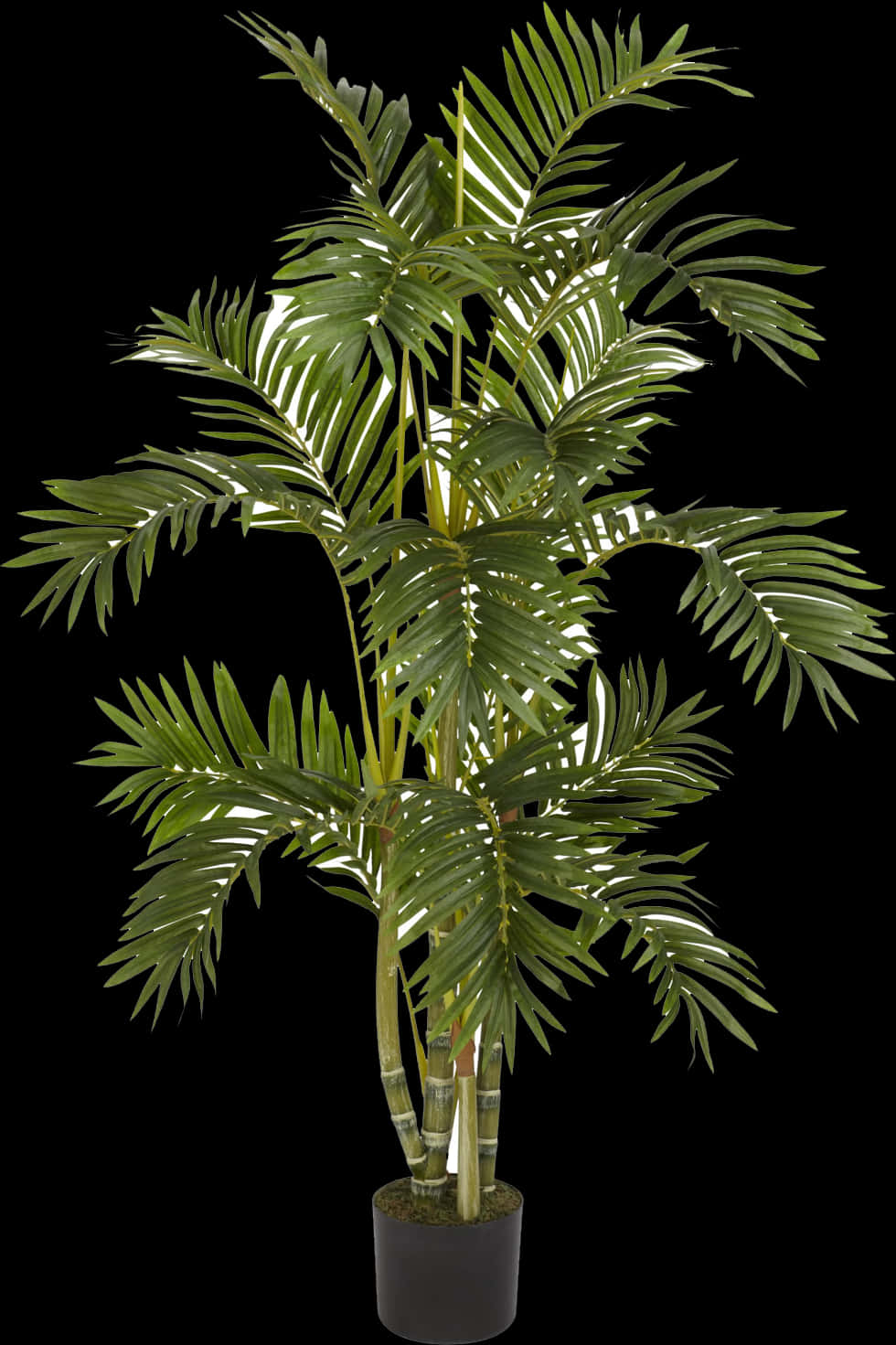 Artificial Palm Plant Black Background PNG Image