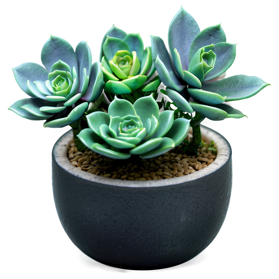 Artificial Succulent Png 38 PNG Image