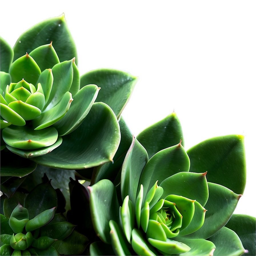 Artificial Succulent Png Lsg41 PNG Image