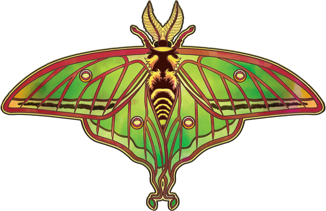 Artistic Moth Illustration PNG Image