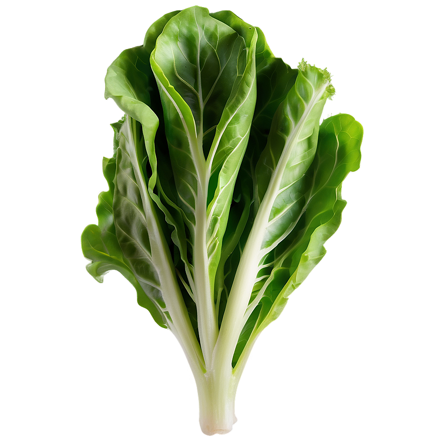 Arugula Lettuce Png Cwb12 PNG Image