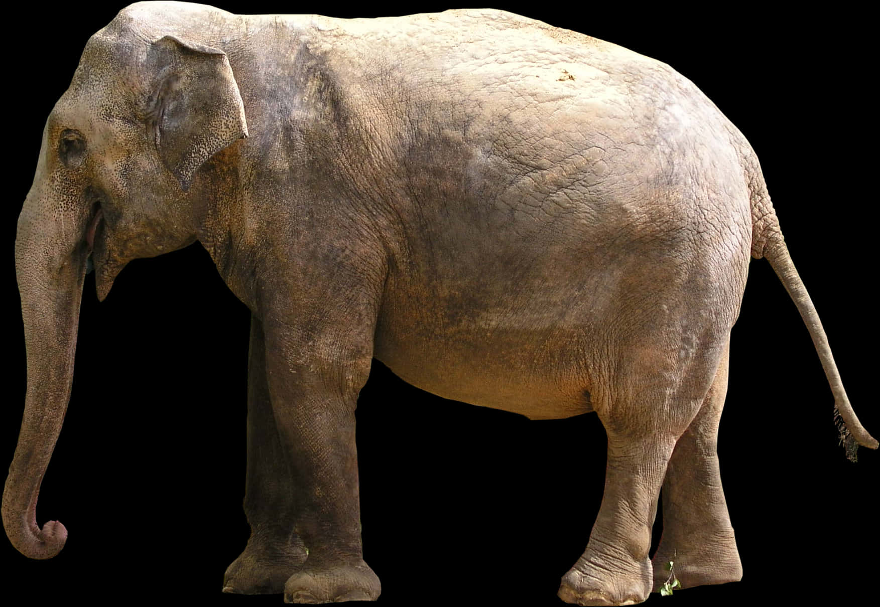 Asian Elephant Profile Black Background PNG Image