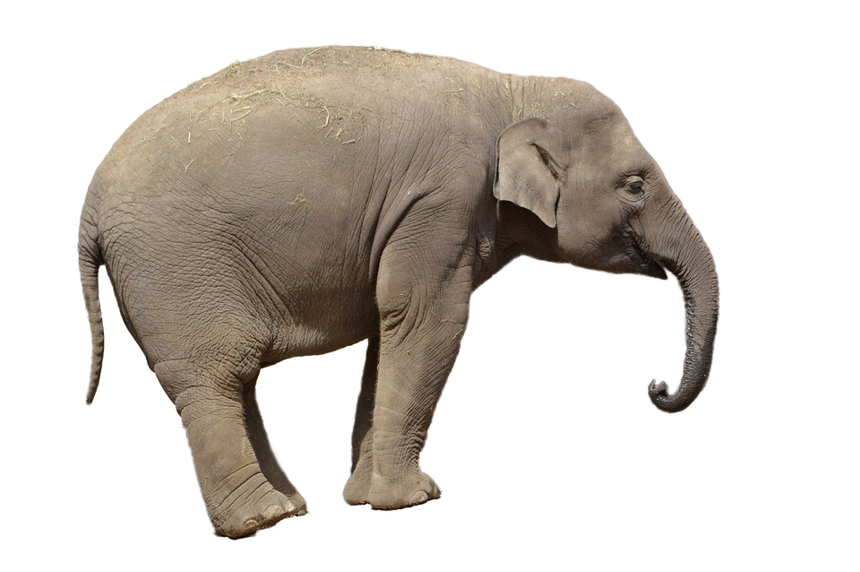 Asian Elephant Side View PNG Image