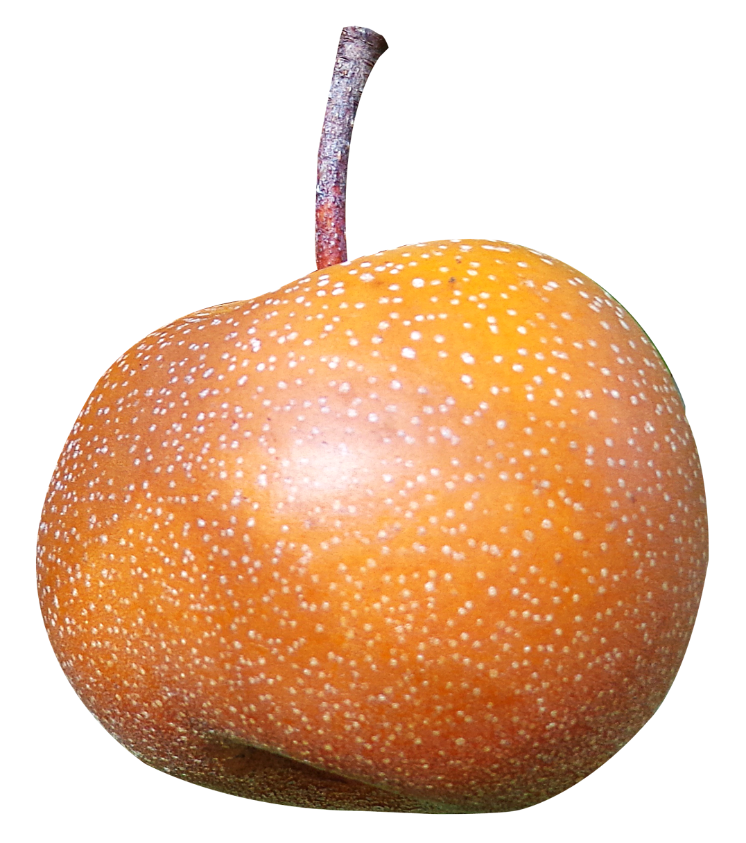 Asian Pear Fruit Photo PNG Image