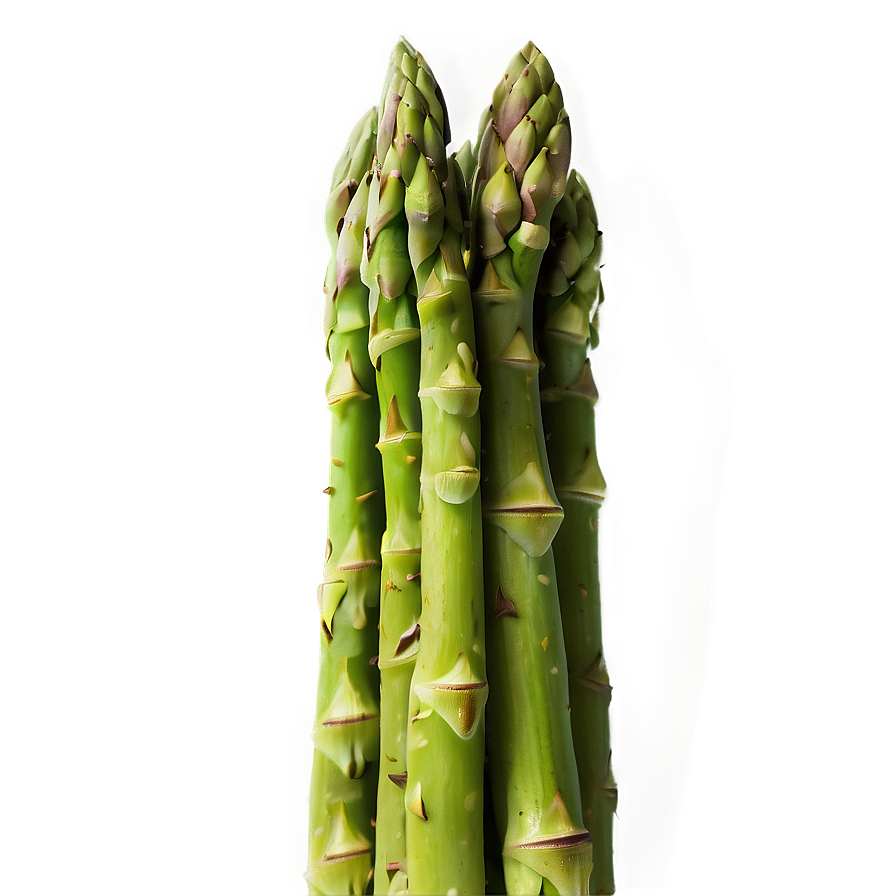 Asparagus C PNG Image