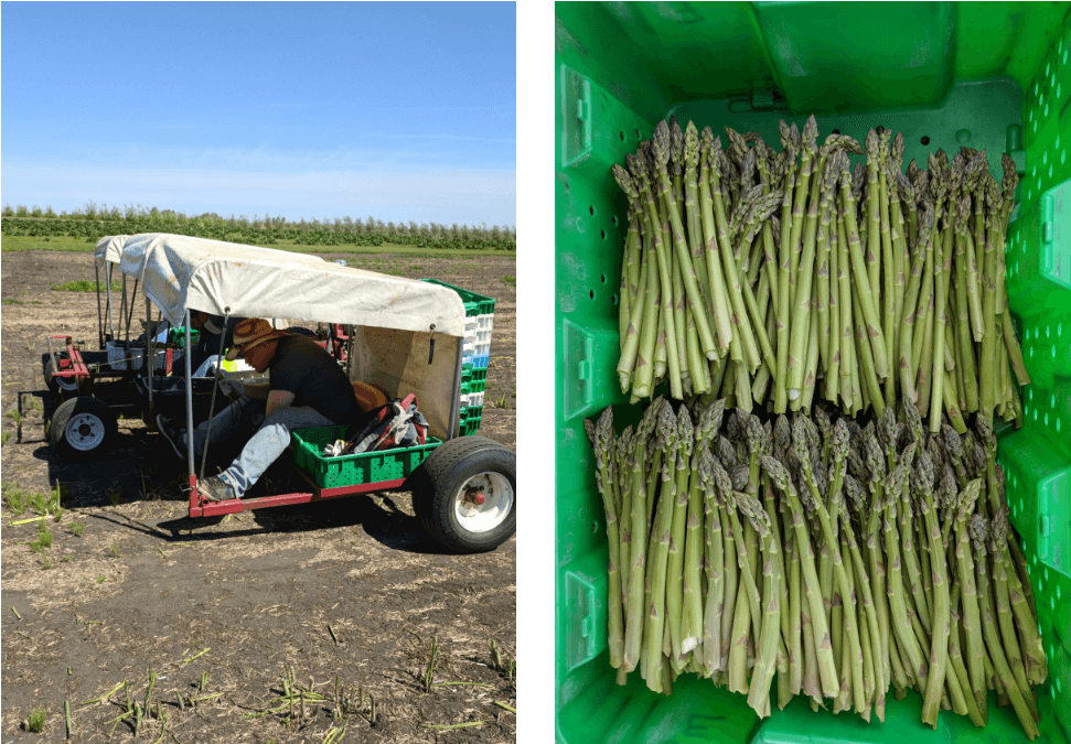 Asparagus Harvestand Collection PNG Image