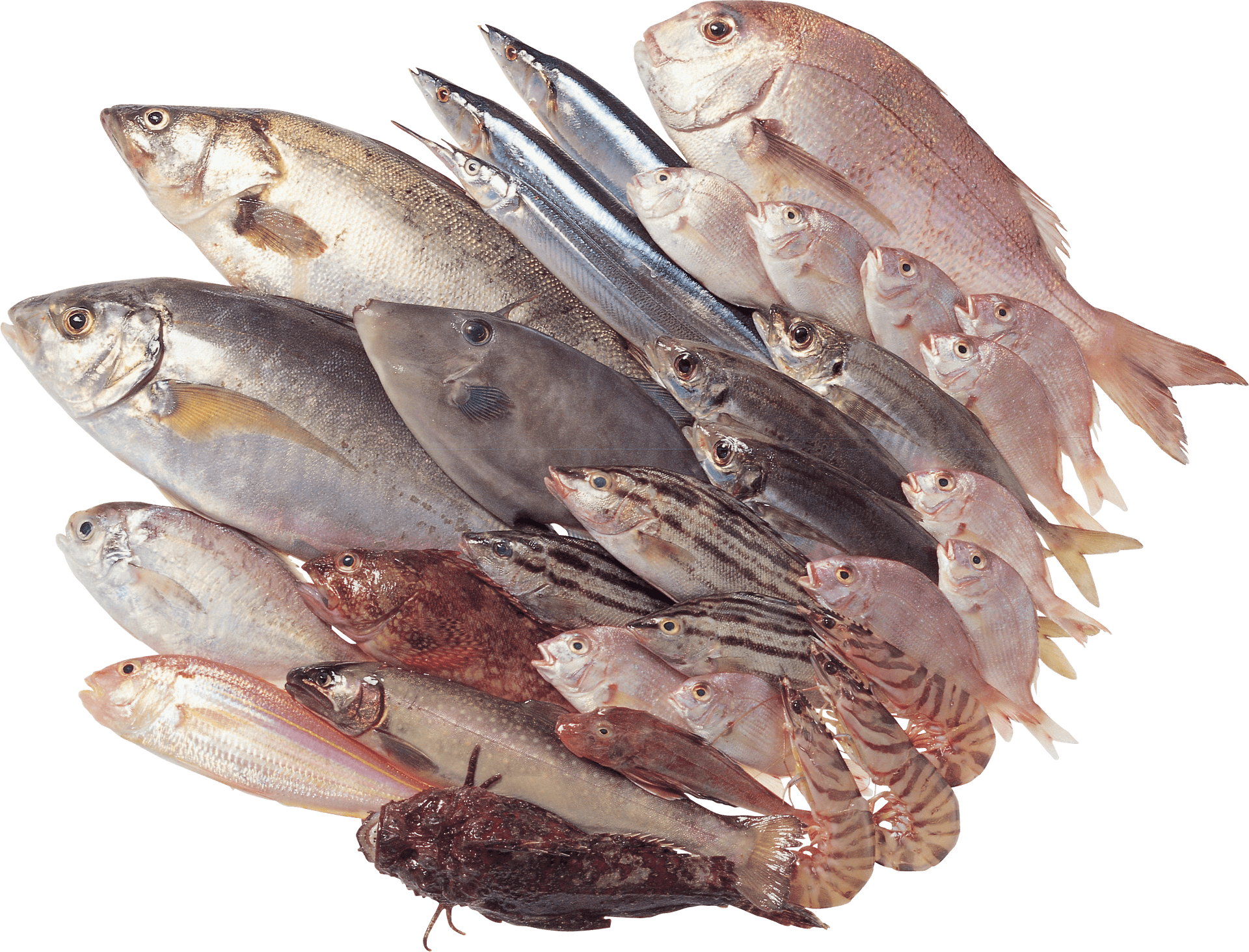 Assorted Fresh Catchof Fish PNG Image