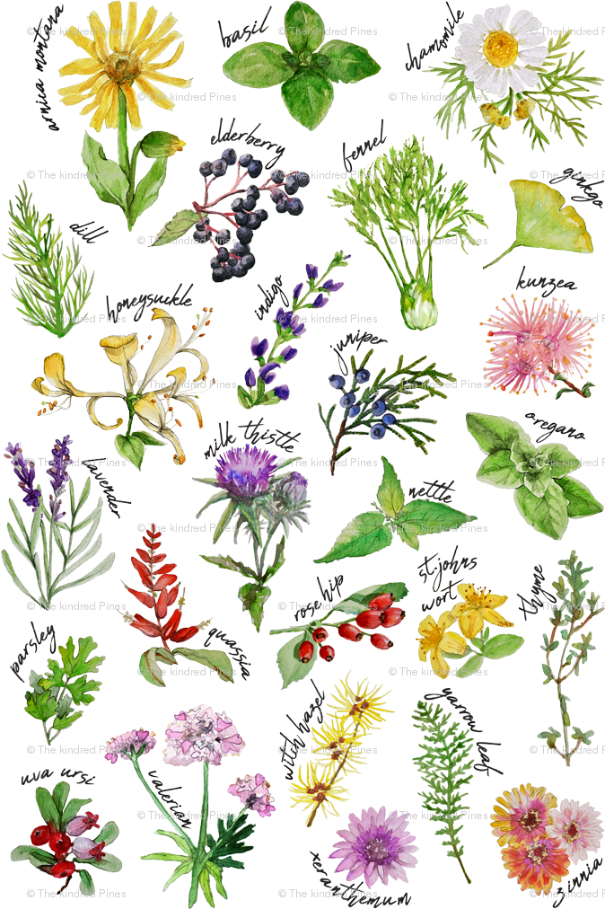 Assorted Herbsand Flowers Illustration PNG Image