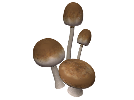 Assorted Mushrooms Black Background PNG Image