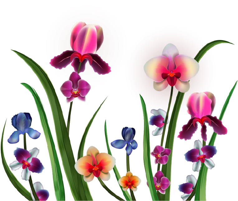 Assorted Orchids Illustration PNG Image