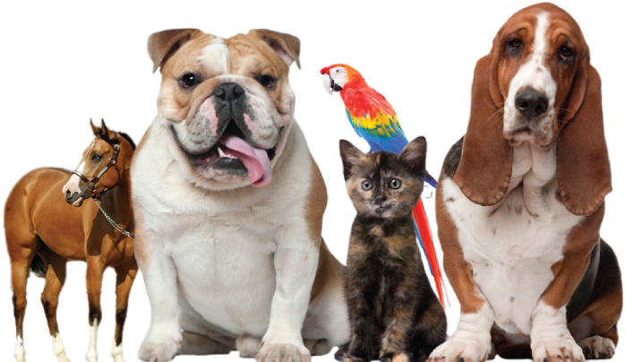 Assorted Pets Group Portrait PNG Image