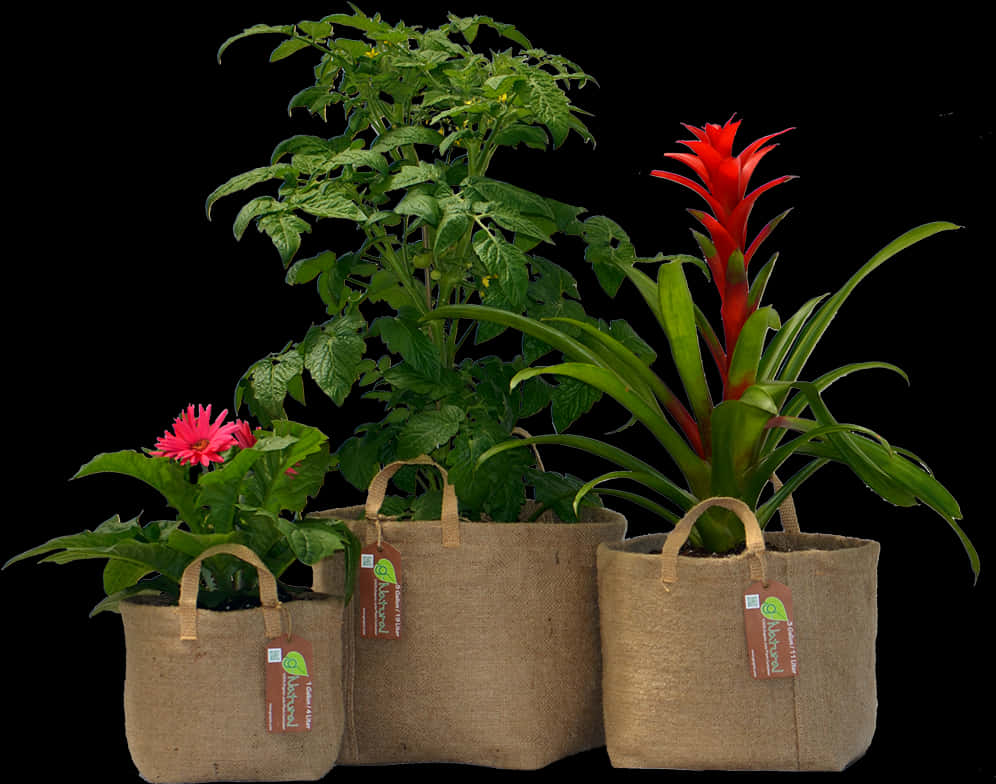 Assorted Plantsin Eco Friendly Pots PNG Image