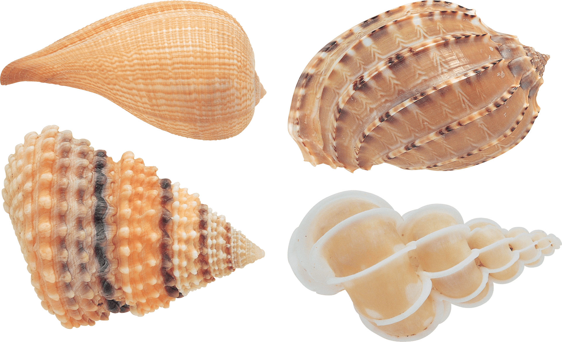 Assorted Seashells Collection PNG Image