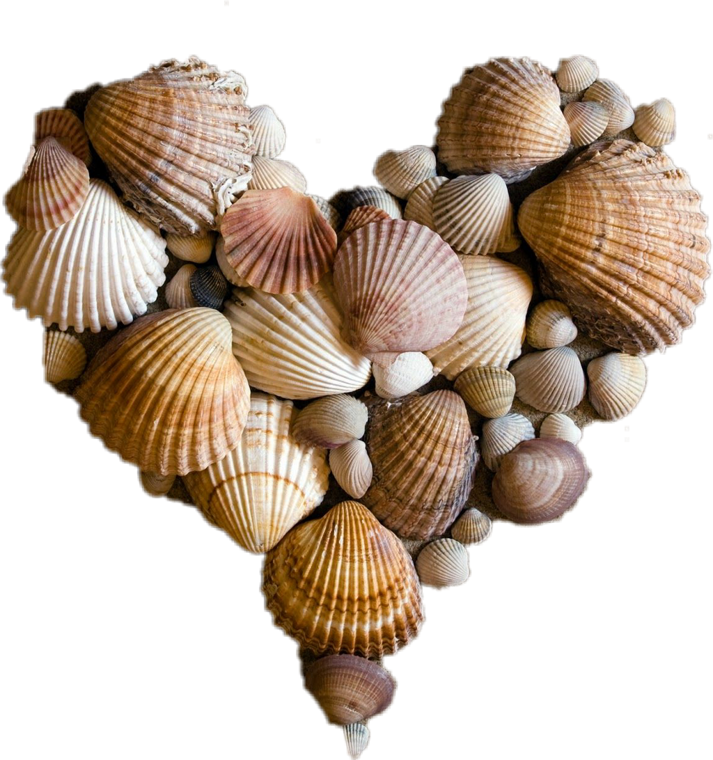 Assorted Seashells Heart Shape PNG Image