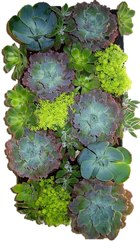 Assorted Succulents Vertical Garden PNG Image