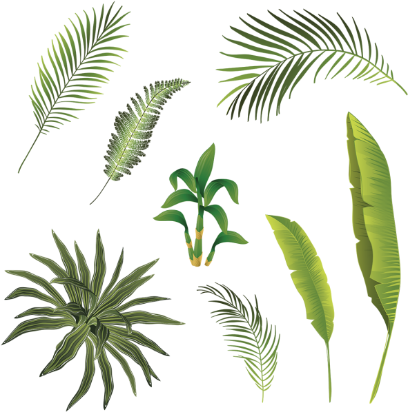 Assorted_ Tropical_ Palm_ Leaves PNG Image