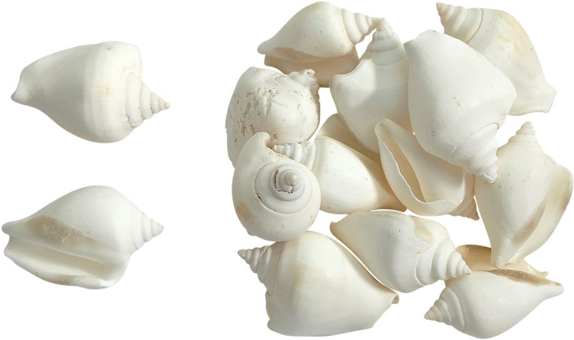 Assorted White Seashells Transparent Background PNG Image