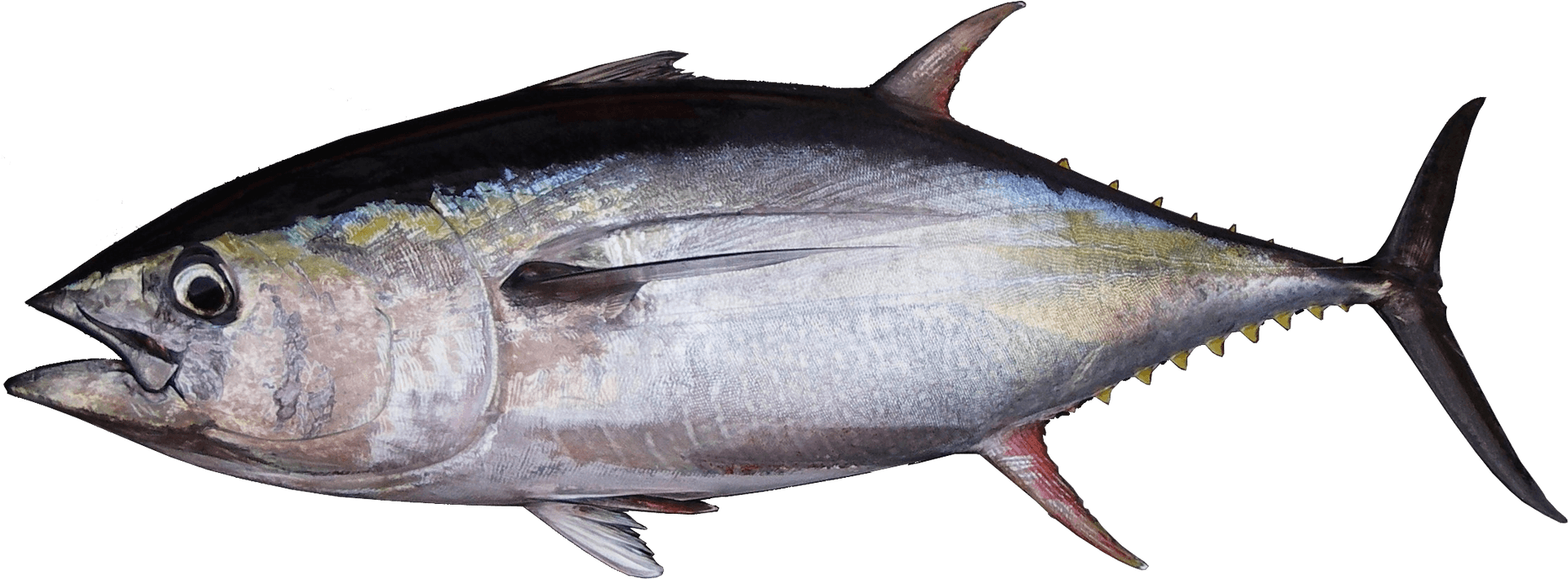 Atlantic Bluefin Tuna Side View PNG Image