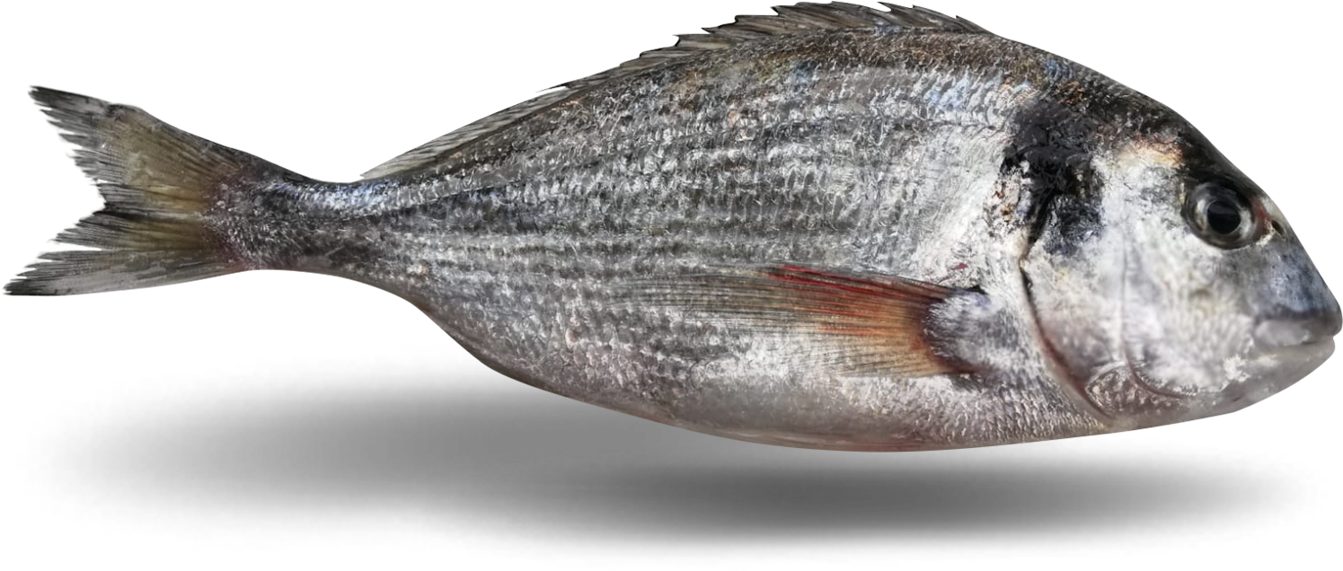 Atlantic Flounder Side View PNG Image