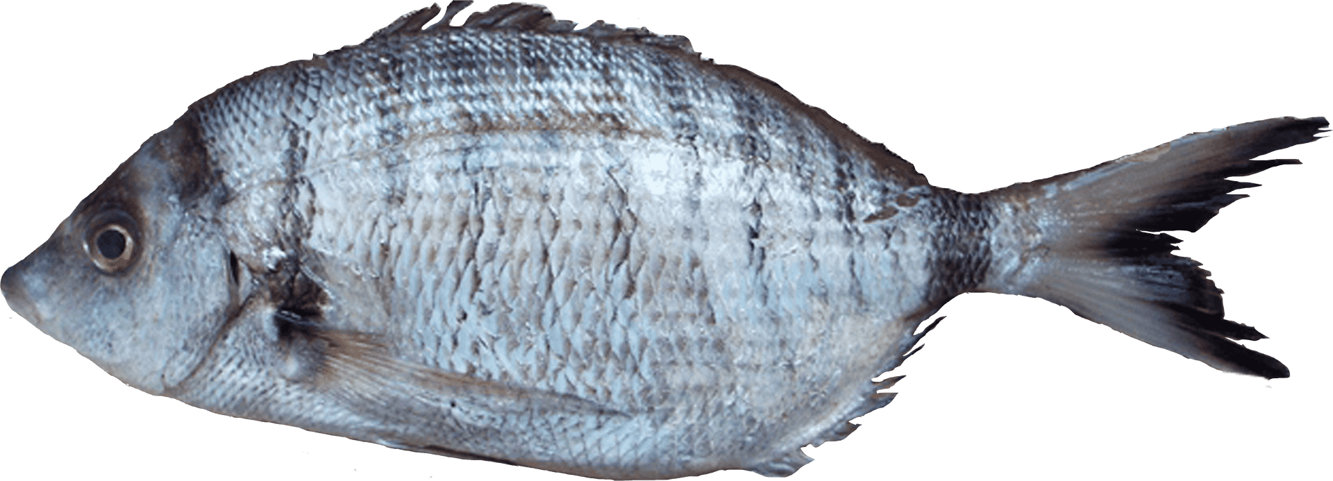 Atlantic Flounder Side View.png PNG Image