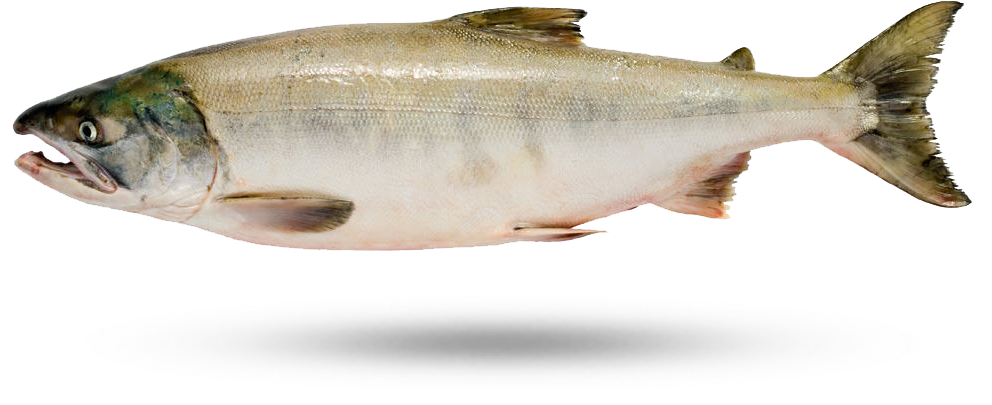 Atlantic Salmon Isolated PNG Image