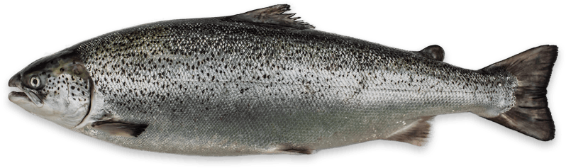 Atlantic Salmon Isolatedon Transparent Background PNG Image