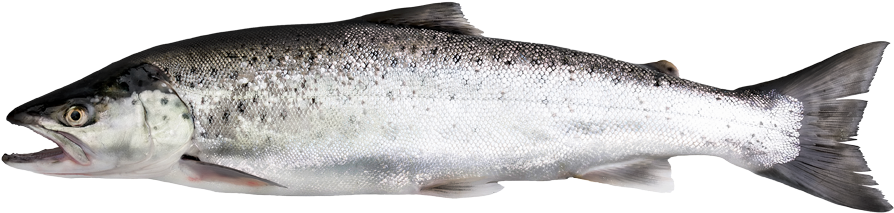 Atlantic Salmon Side View PNG Image