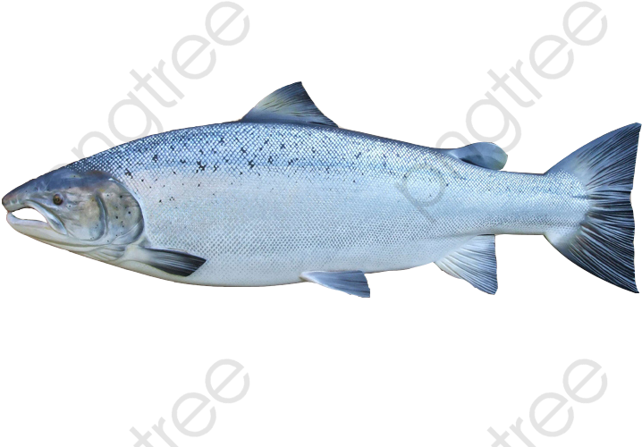 Atlantic Salmon Side View PNG Image