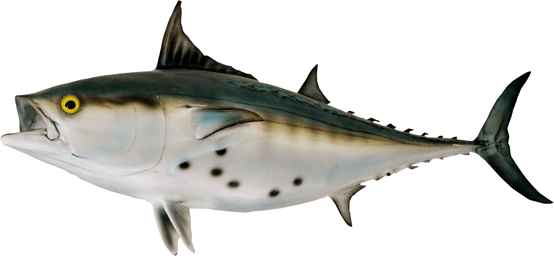 Atlantic Tuna Side View PNG Image