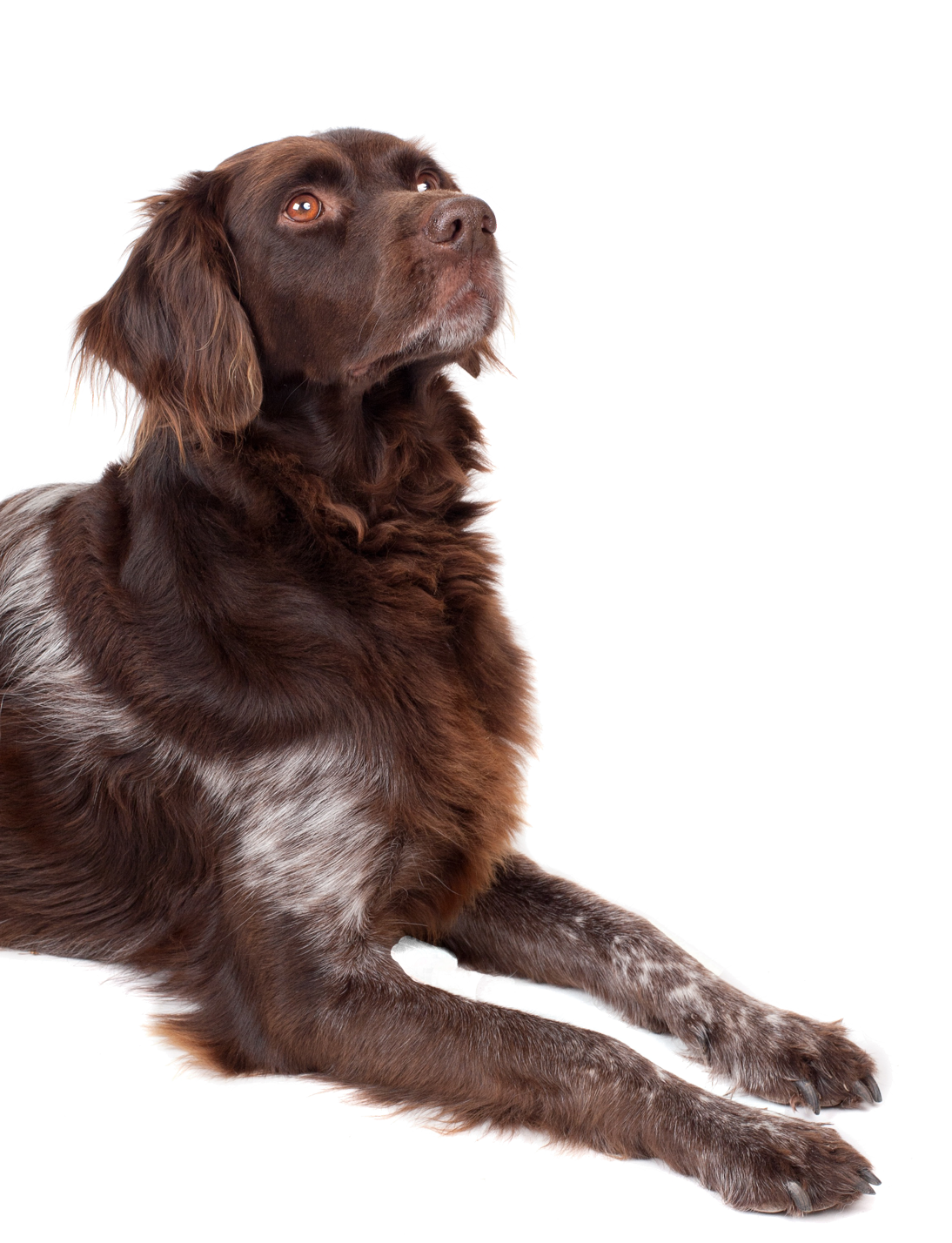 Attentive Brown Dog Gazing Upward PNG Image