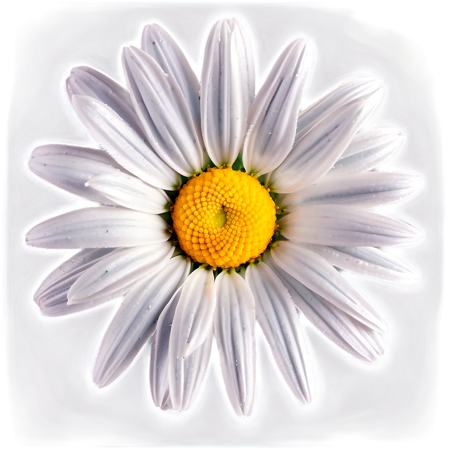 Attractive Daisy Representation Png 56 PNG Image