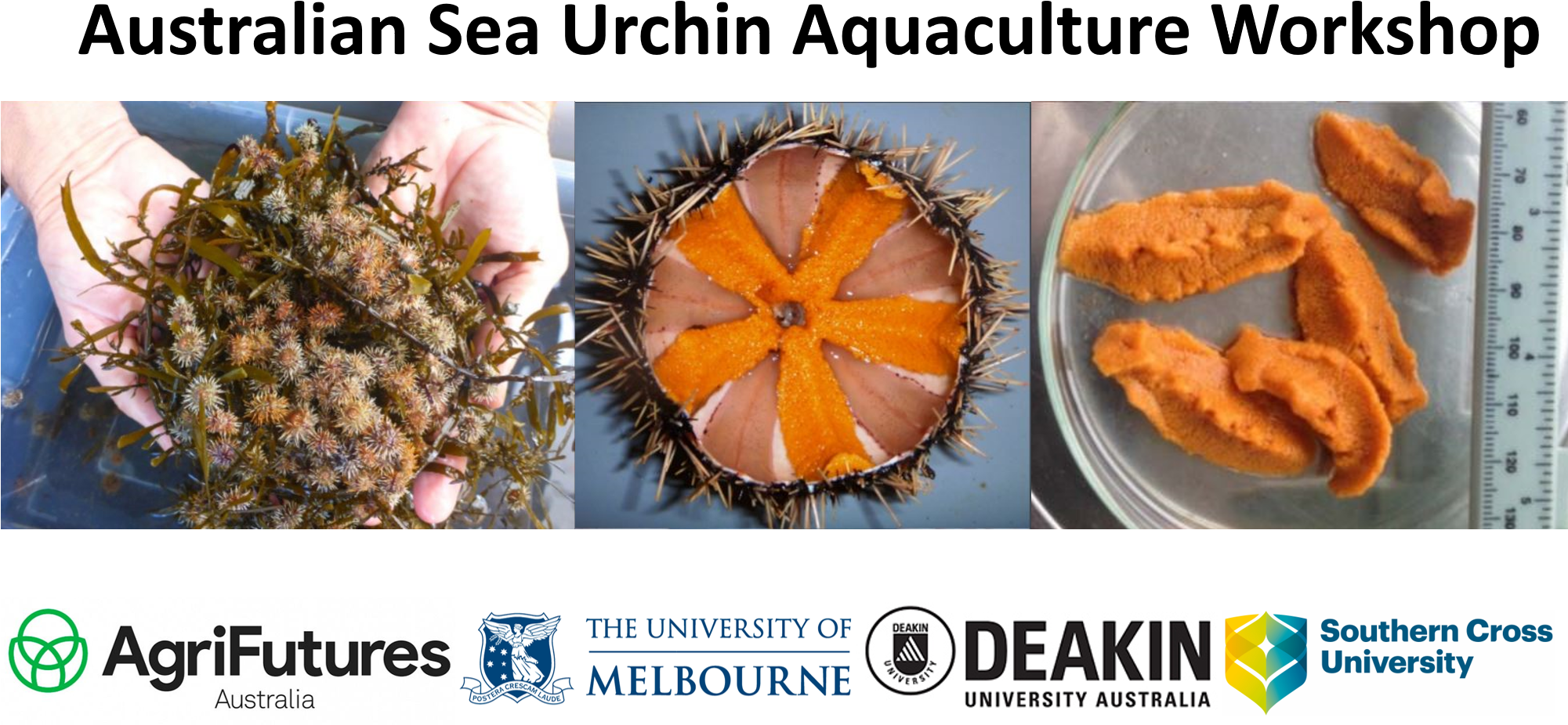 Australian Sea Urchin Aquaculture Workshop Banner PNG Image