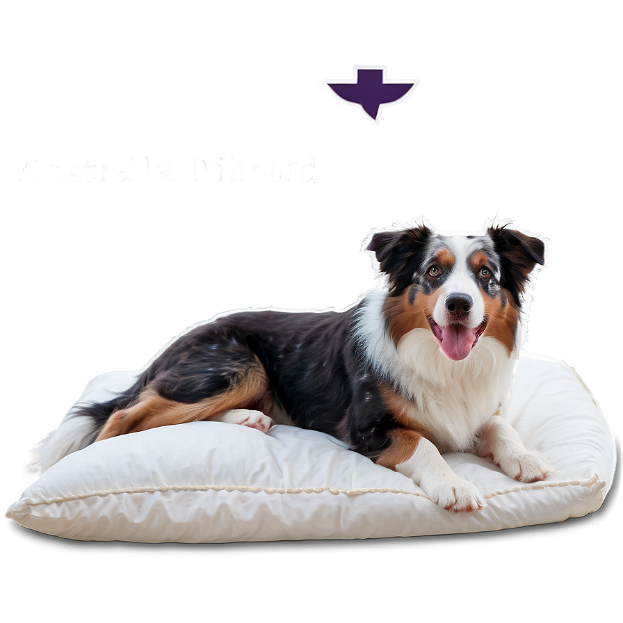 Australian Shepherd In Bed Png Hbf PNG Image