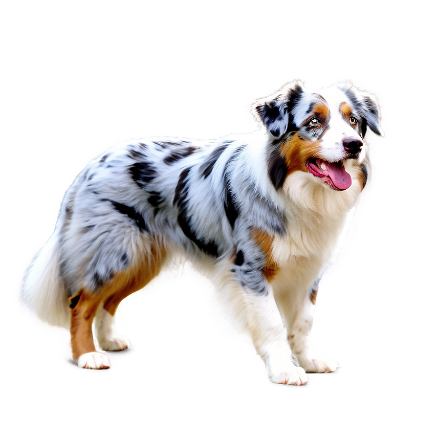 Australian Shepherd On Beach Png 17 PNG Image